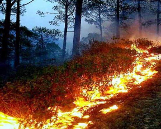 पौड़ी: चढ़ने लगा पारा, धधक रहे जंगल, गांवों तक पहुंचने लगी आग