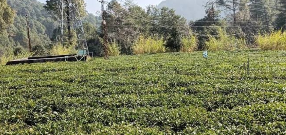 चाय बागान की जमीनों के खरीद-फरोख्त पर रोक
