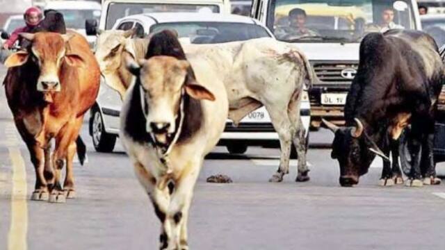 सीएम धामी ने सड़क में घूम रहे आवारा गौवंश को लेकर लिया बड़ा फैसला, पढ़िए एक क्लिक में
