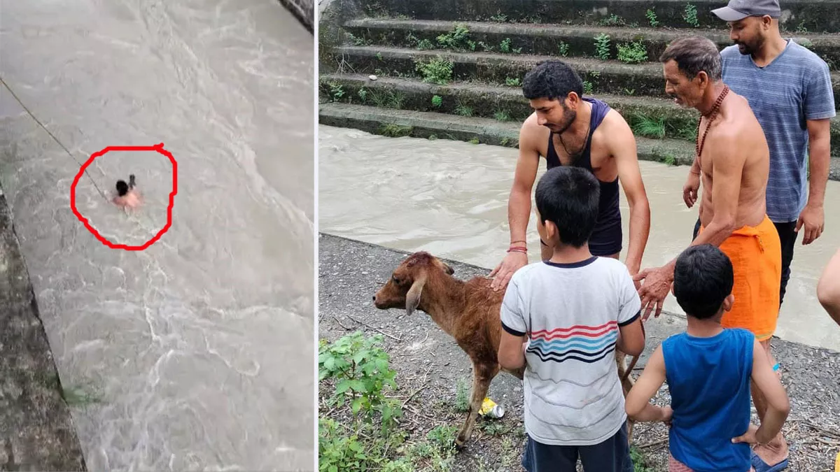 Viral Video: हीरो बने युवक, जान दांव पर लगाकर डूब रही एक बछिया को बचाया