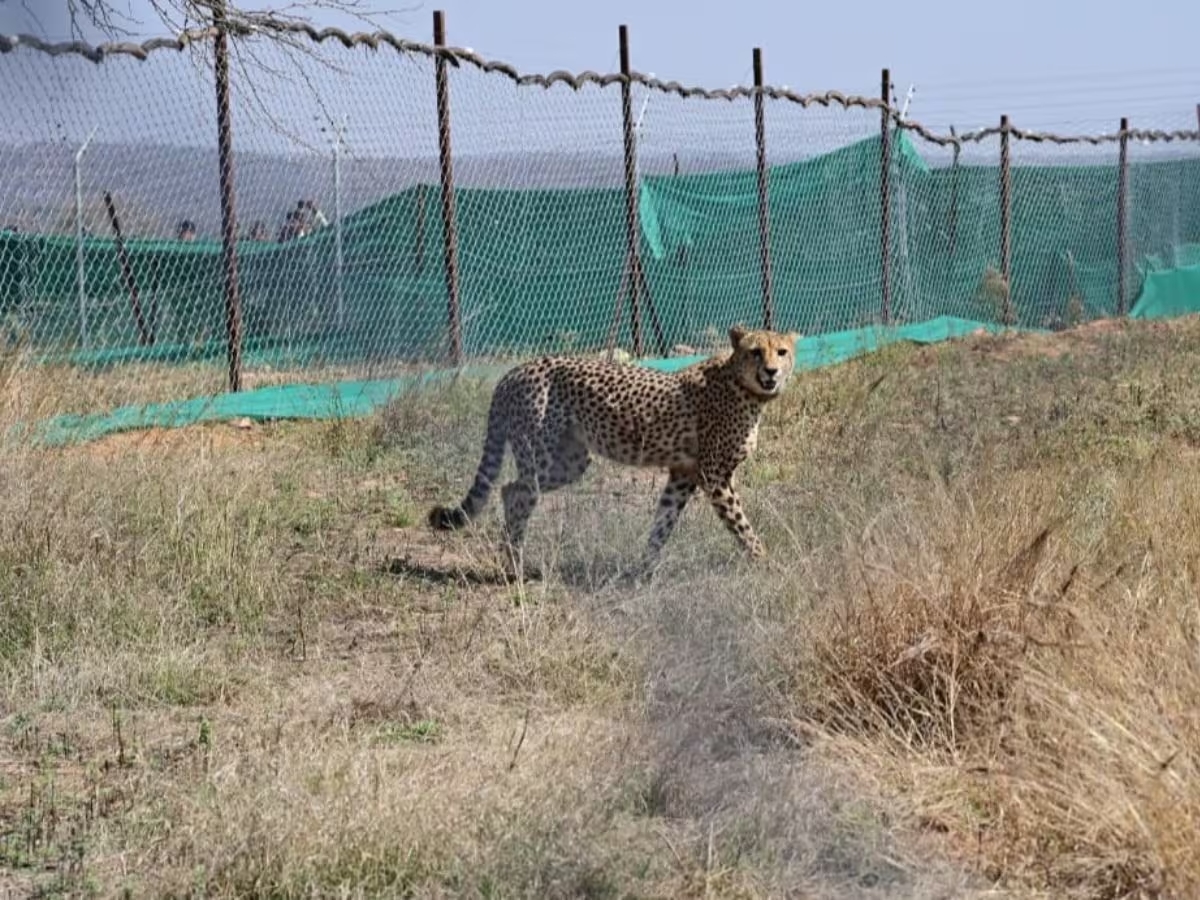 चीतों की मौत पर सुप्रीम कोर्ट ने जताई चिंता, केंद्र से पूछे सवाल