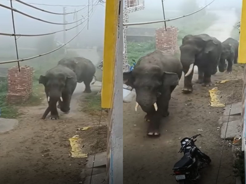 चहलकदमी कर गजराज की टोली सुूबह-सुबह पहुंची हरिद्वार की एक कॉलोनी, देखें