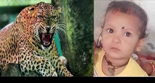 नहीं थम रहा गुलदार का आतंक, आंगन में खेल रही मासूम पर किया हमला, मौत