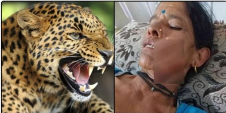 उत्तराखंड: घास लेने गई महिला पर आदमखोर गुलदार ने किया हमला, ऐसे बचाई जान