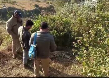 पौड़ी-गुलदार के शावक का शव मिलने पर गांव में मचा हड़कंप