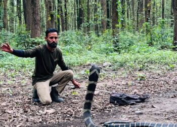 विकासनगर में गांव की गलियों में पहुंचा 12 फीट लंबा किंग कोबरा, रेस्क्यू टीम ने किया सुरक्षित रेस्क्यू