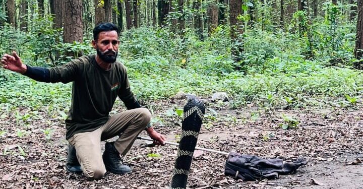 विकासनगर में गांव की गलियों में पहुंचा 12 फीट लंबा किंग कोबरा, रेस्क्यू टीम ने किया सुरक्षित रेस्क्यू