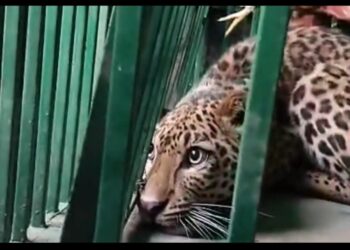 नैनीताल: मनोरा रेंज में गुलदार का आतंक, रानीबाग क्षेत्र में दहशत का माहौल