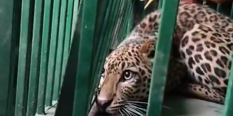 नैनीताल: मनोरा रेंज में गुलदार का आतंक, रानीबाग क्षेत्र में दहशत का माहौल