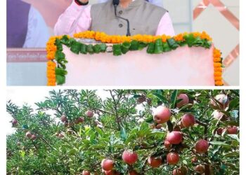 राज्य के सेब उत्पादक किसानों को सेब की बेहतर पैकेजिंग के लिये कार्टन का वितरण हुआ प्रारम्भ