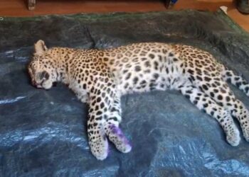 पौड़ी के गजल्ड गांव में दहशत खत्म, प्राइवेट शूटर जॉय हुकिल ने नरभक्षी गुलदार को मार गिराया, ग्रामीणों ने ली राहत की सांस