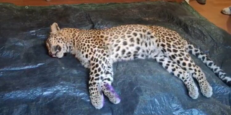 पौड़ी के गजल्ड गांव में दहशत खत्म, प्राइवेट शूटर जॉय हुकिल ने नरभक्षी गुलदार को मार गिराया, ग्रामीणों ने ली राहत की सांस