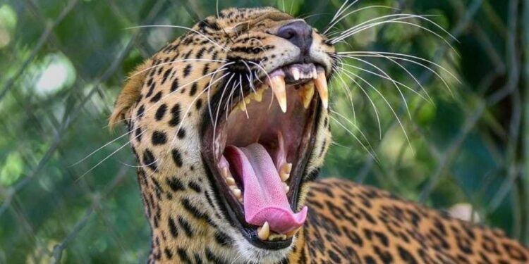 पौड़ी: चौबट्टाखाल में गुलदार का खौफनाक हमला, किचन की देहली से 4 साल की मासूम को उठा ले गया आदमखोर।