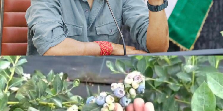 देहरादून जिला प्रशासन की पहल,दून बासमती के बाद अब चमकेगी ब्लूबेरी देहरादून में पायलट प्रोजेक्ट के तहत 10 किसानों से शुरुआत